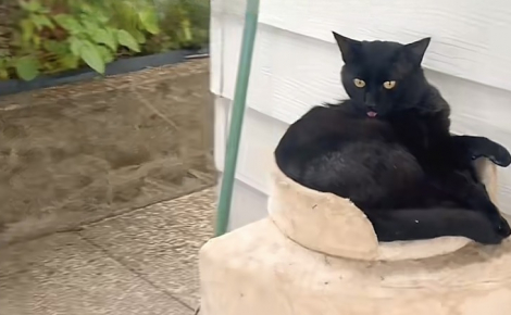 En deuil de son chat, elle laisse son arbre dehors et découvre le lendemain qu’un petit félin errant se l’est approprié (vidéo)