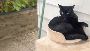 Illustration : En deuil de son chat, elle laisse son arbre dehors et découvre le lendemain qu’un petit félin errant se l’est approprié (vidéo)