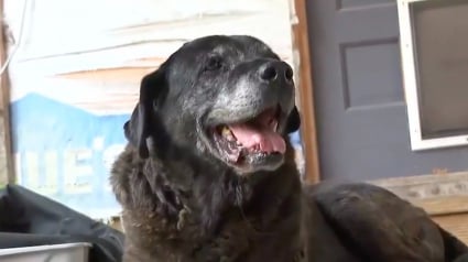 Illustration : &laquo; Ils auraient pu tout prendre, sauf le chien &raquo;, vol&eacute;e lors d&rsquo;un cambriolage, une chienne de 16 ans retrouve enfin sa famille (vid&eacute;o)