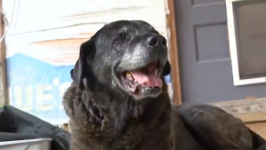 Illustration : "« Ils auraient pu tout prendre, sauf le chien », volée lors d’un cambriolage, une chienne de 16 ans retrouve enfin sa famille (vidéo)"