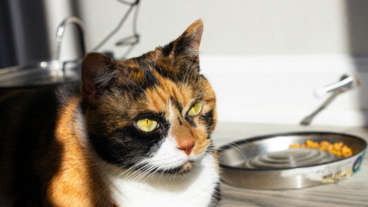 Illustration : "Pourquoi votre chat laisse-t-il toujours quelques croquettes au fond de sa gamelle ?"