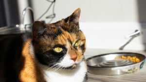 Illustration : "Pourquoi votre chat laisse-t-il toujours quelques croquettes au fond de sa gamelle ?"