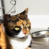 Illustration : Pourquoi votre chat laisse-t-il toujours quelques croquettes au fond de sa gamelle ?