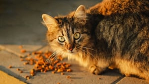 Illustration : "Vrai ou faux ? Un chat qui a des flatulences a simplement une digestion rapide"