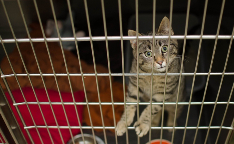 Ayant découvert 35 chats abandonnés dans un cabinet vétérinaire fermé et insalubre, une association les nourrit chaque jour et lance un appel à l'aide