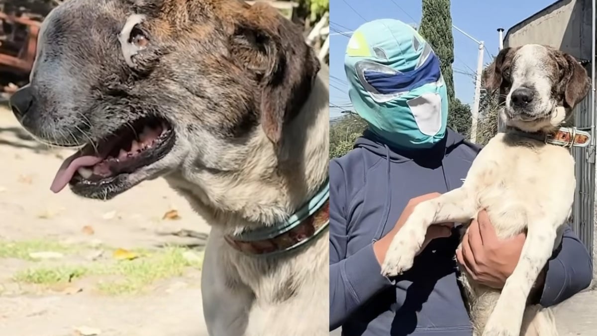 Illustration : "Le visage déformé par un cancer, un chien errant triomphe de la maladie grâce à ce sauveur d'animaux déguisé en super-héros"