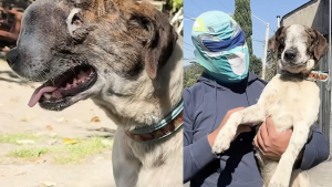 Illustration : Le visage déformé par un cancer, un chien errant triomphe de la maladie grâce à ce sauveur d'animaux déguisé en super-héros