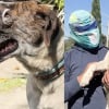Illustration : Le visage d&eacute;form&eacute; par un cancer, un chien errant triomphe de la maladie gr&acirc;ce &agrave; ce sauveur d'animaux d&eacute;guis&eacute; en super-h&eacute;ros