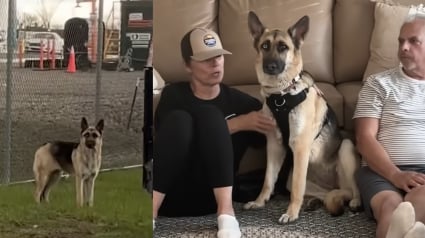 Illustration : Les employ&eacute;s d'une station d'&eacute;puration passent des semaines &agrave; gagner la confiance d'une chienne errante, l'un d'eux l'adopte apr&egrave;s sa capture