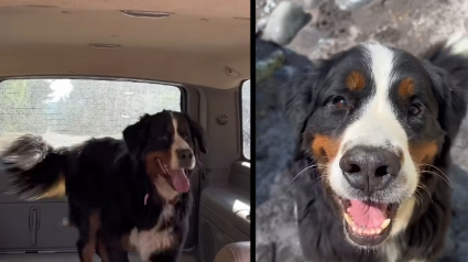 Illustration : Abandonn&eacute; par sa famille, ce Bouvier Bernois apeur&eacute; trouve un foyer pour la vie et un nouveau meilleur ami canin (vid&eacute;o)