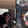Illustration : Abandonn&eacute; par sa famille, ce Bouvier Bernois apeur&eacute; trouve un foyer pour la vie et un nouveau meilleur ami canin (vid&eacute;o)