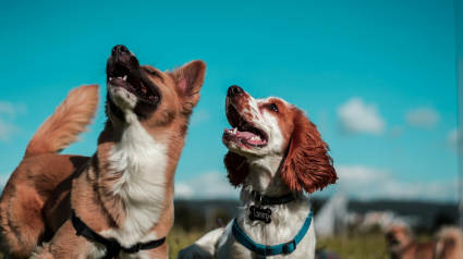 Illustration : Une &eacute;tude scientifique prouve que les chiens poss&egrave;dent un sens inn&eacute; des quantit&eacute;s