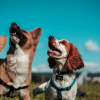 Illustration : Une &eacute;tude scientifique prouve que les chiens poss&egrave;dent un sens inn&eacute; des quantit&eacute;s