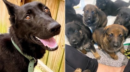 Illustration : Une chienne r&eacute;siliente donne naissance &agrave; 8 chiots en bonne sant&eacute; apr&egrave;s avoir v&eacute;cu dans un environnement insalubre et maltraitant