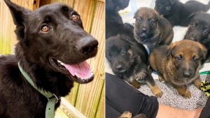 Une chienne résiliente donne naissance à 8 chiots en bonne santé après avoir vécu dans un environnement insalubre et maltraitant