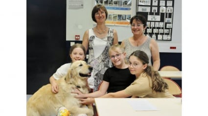 Illustration : Dans un coll&egrave;ge d'Alsace, une chienne Golden Retriever d'assistance redonne envie de travailler aux &eacute;l&egrave;ves et de se sentir valoris&eacute;s