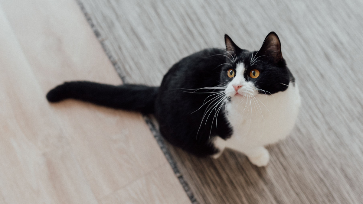 Illustration : "Un chat tuxedo se fige et pousse un cri étrange lorsque son propriétaire enfile des pantoufles aux couleurs du félin (vidéo)"