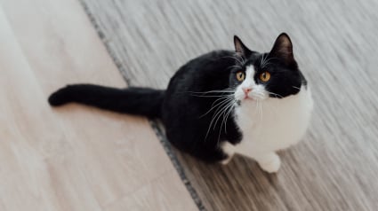 Illustration : Un chat tuxedo se fige et pousse un cri &eacute;trange lorsque son propri&eacute;taire enfile des pantoufles aux couleurs du f&eacute;lin (vid&eacute;o)