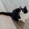Illustration : Un chat tuxedo se fige et pousse un cri &eacute;trange lorsque son propri&eacute;taire enfile des pantoufles aux couleurs du f&eacute;lin (vid&eacute;o)