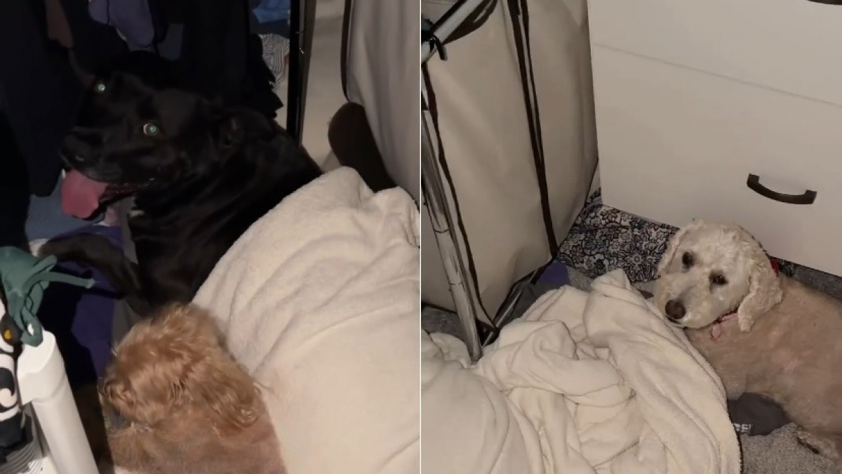 Illustration : "2 chiens rejoignent cette chienne Pitbull terrifiée par un feu d'artifice dans un placard pour la rassurer (vidéo)"