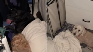 Illustration : 2 chiens rejoignent cette chienne Pitbull terrifiée par un feu d'artifice dans un placard pour la rassurer (vidéo)