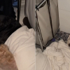 Illustration : 2 chiens rejoignent cette chienne Pitbull terrifi&eacute;e par un feu d'artifice dans un placard pour la rassurer (vid&eacute;o)