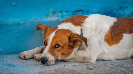 Illustration : Des scientifiques prouvent que la solitude rend les chiens profond&eacute;ment pessimistes