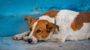 Illustration : Des scientifiques prouvent que la solitude rend les chiens profond&eacute;ment pessimistes
