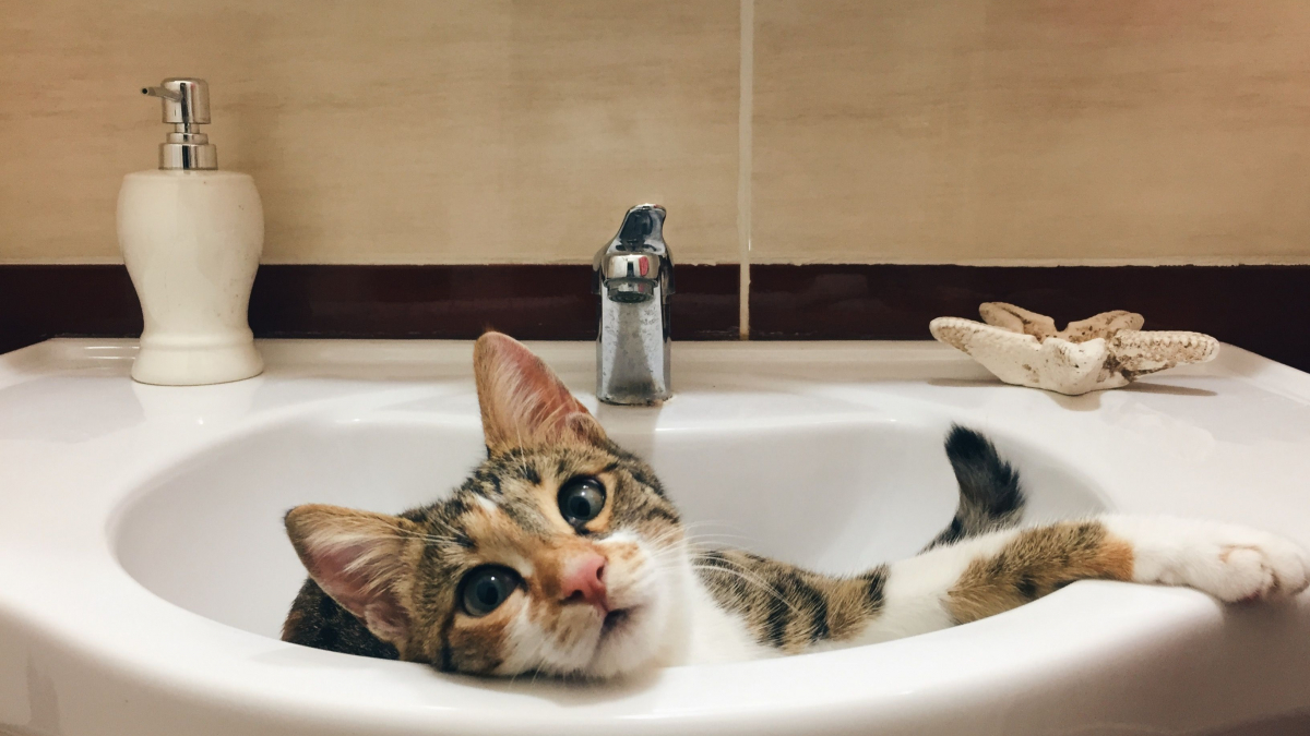 Illustration : "Pourquoi votre chat vous suit-il toujours dans la salle de bains ou aux toilettes ?"