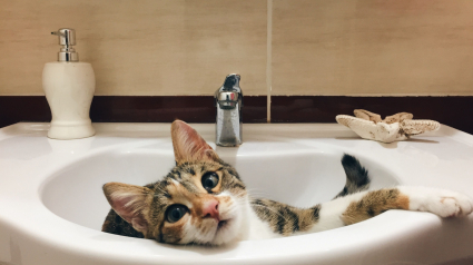 Illustration : Pourquoi votre chat vous suit-il toujours dans la salle de bains ou aux toilettes ?