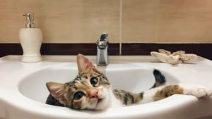 Illustration : "Pourquoi votre chat vous suit-il toujours dans la salle de bains ou aux toilettes ?"