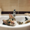 Illustration : Pourquoi votre chat vous suit-il toujours dans la salle de bains ou aux toilettes ?