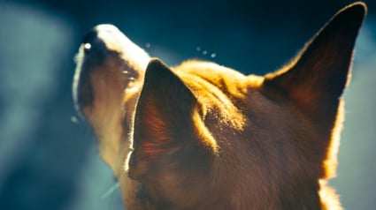 Illustration : Pourquoi votre chien renifle-t-il avec insistance les oreilles de ses cong&eacute;n&egrave;res ?