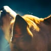 Illustration : Pourquoi votre chien renifle-t-il avec insistance les oreilles de ses cong&eacute;n&egrave;res ?