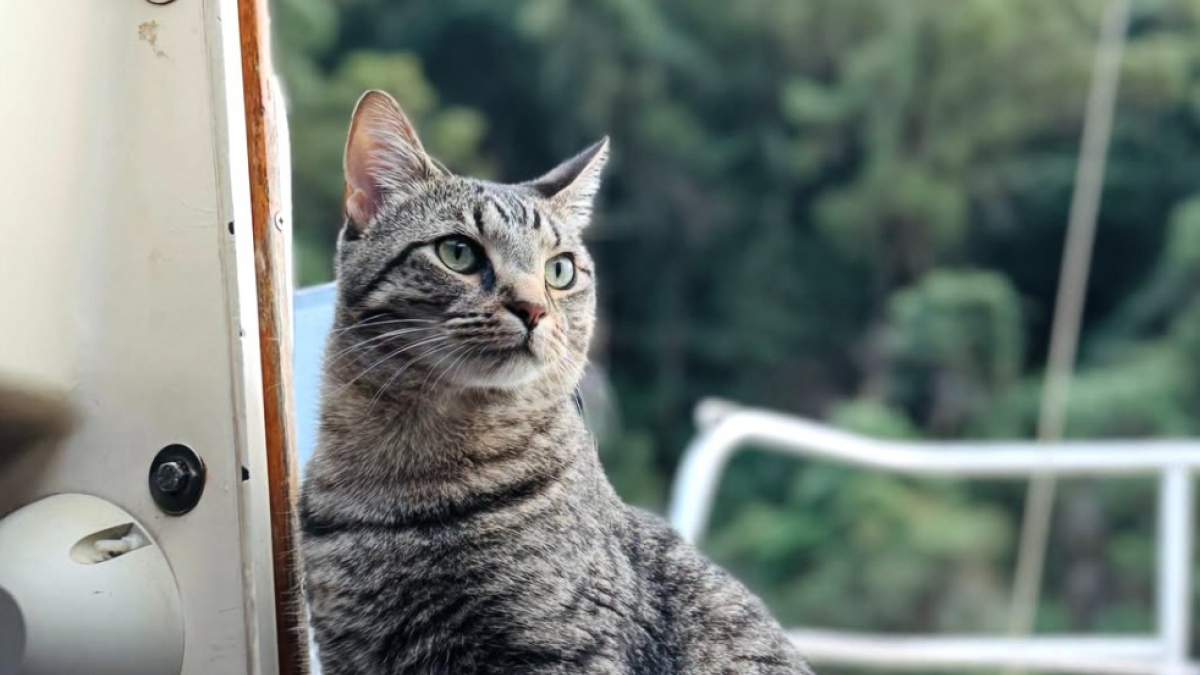 Illustration : "Adopté par un couple de navigateurs, ce chat vit désormais à bord d'un voilier et navigue sur des milliers de kilomètres (vidéo)"