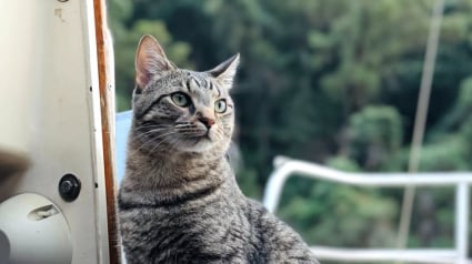 Illustration : Adopt&eacute; par un couple de navigateurs, ce chat vit d&eacute;sormais &agrave; bord d'un voilier et navigue sur des milliers de kilom&egrave;tres (vid&eacute;o)