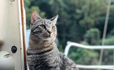 Adopté par un couple de navigateurs, ce chat vit désormais à bord d'un voilier et navigue sur des milliers de kilomètres (vidéo)