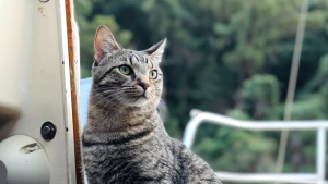 Illustration : Adopté par un couple de navigateurs, ce chat vit désormais à bord d'un voilier et navigue sur des milliers de kilomètres (vidéo)