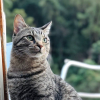Illustration : Adopt&eacute; par un couple de navigateurs, ce chat vit d&eacute;sormais &agrave; bord d'un voilier et navigue sur des milliers de kilom&egrave;tres (vid&eacute;o)