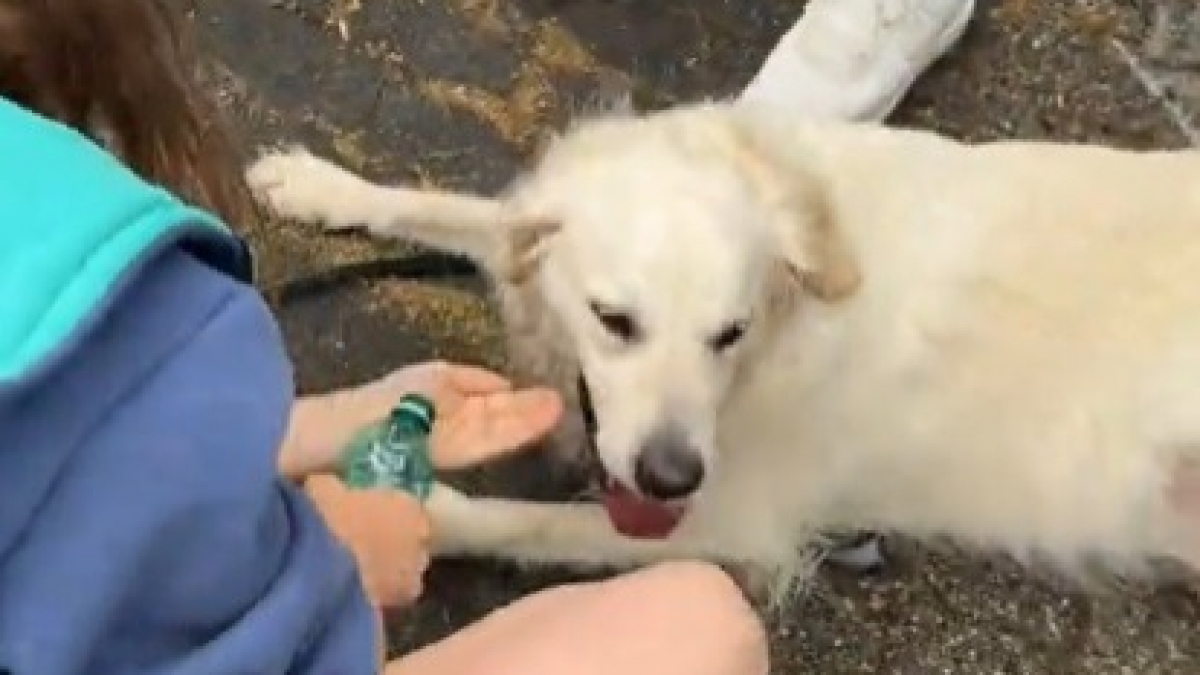 Illustration : "Des passants voient un chien suffoquer dans la voiture garée en plein soleil devant un parc d'attractions, ils brisent une vitre pour le sauver (vidéo)"