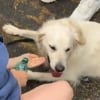 Illustration : Des passants voient un chien suffoquer dans la voiture gar&eacute;e en plein soleil devant un parc d'attractions, ils brisent une vitre pour le sauver (vid&eacute;o)