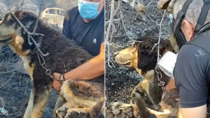 Illustration : &laquo; Derri&egrave;re l'uniforme se cachent des &ecirc;tres humains &raquo;, des policiers sauvent un chien pi&eacute;g&eacute; dans les flammes d&rsquo;un incendie de for&ecirc;t (vid&eacute;o)