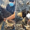 Illustration : &laquo; Derri&egrave;re l'uniforme se cachent des &ecirc;tres humains &raquo;, des policiers sauvent un chien pi&eacute;g&eacute; dans les flammes d&rsquo;un incendie de for&ecirc;t (vid&eacute;o)