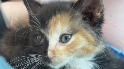 Illustration : En empruntant un itin&eacute;raire inhabituel, une femme trouve un chaton errant au physique rare et lui offre une vie meilleure (vid&eacute;o)