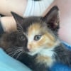 Illustration : En empruntant un itin&eacute;raire inhabituel, une femme trouve un chaton errant au physique rare et lui offre une vie meilleure (vid&eacute;o)