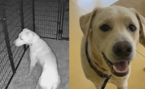 Un chien errant terrifié mobilise les habitants pendant 2 mois qui finissent par le sauver grâce à une cage spéciale