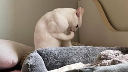 Illustration : 18 photos de chats et chiens prises pile au bon moment