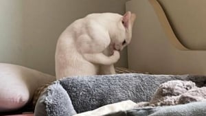 Illustration : 18 photos de chats et chiens prises pile au bon moment