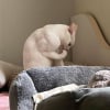 Illustration : 18 photos de chats et chiens prises pile au bon moment