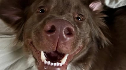 Illustration : 10 chiens experts en grimaces adorables